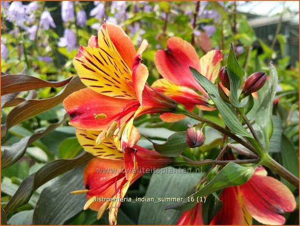 Alstroemeria 'Indian Summer' | Incalelie, Peruviaanse lelie | Inkalilie