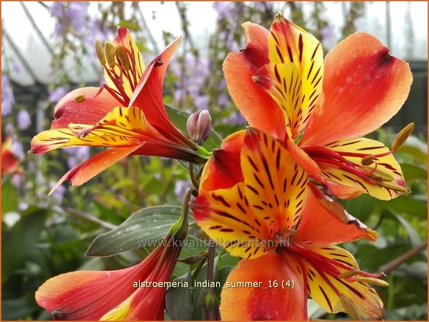 Alstroemeria 'Indian Summer' | Incalelie, Peruviaanse lelie | Inkalilie