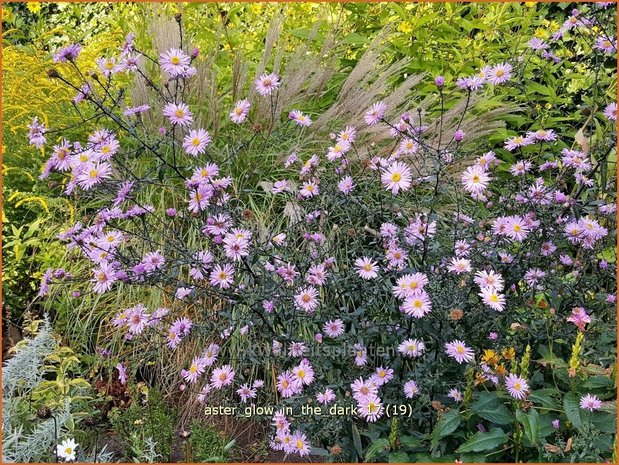 Aster 'Glow in the Dark' | Aster | Aster