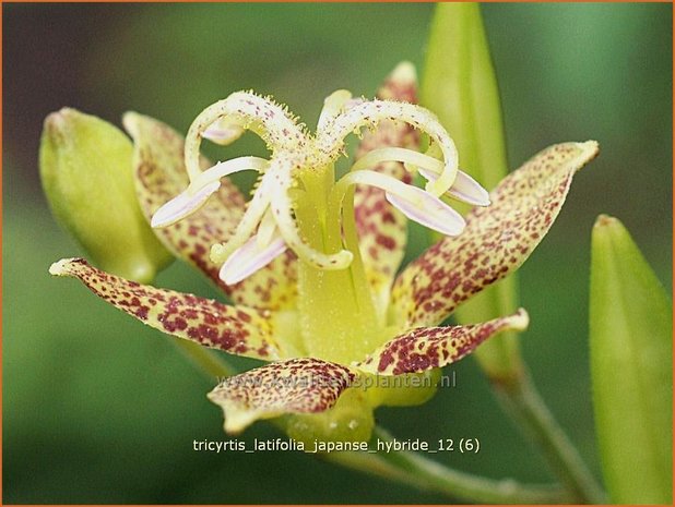 Tricyrtis latifolia | Armeluisorchidee, Paddenlelie | Breitblättrige Krötenlilie