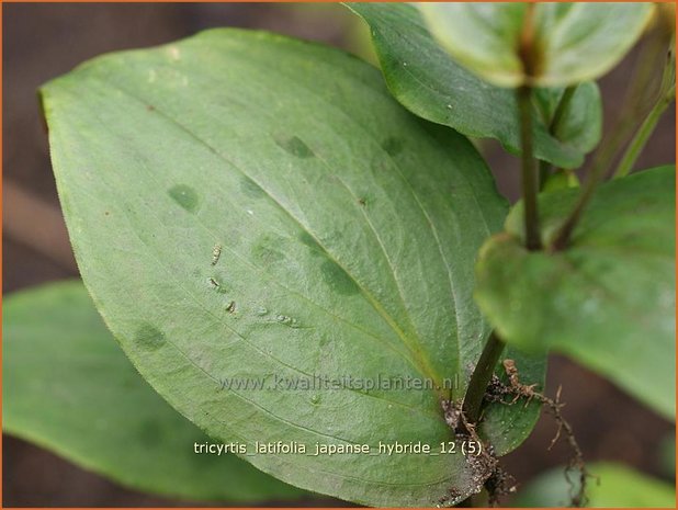 Tricyrtis latifolia | Armeluisorchidee, Paddenlelie | Breitblättrige Krötenlilie