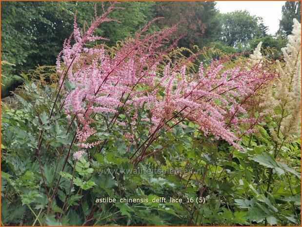 Astilbe 'Delft Lace' | Pluimspirea, Spirea | Prachtspiere