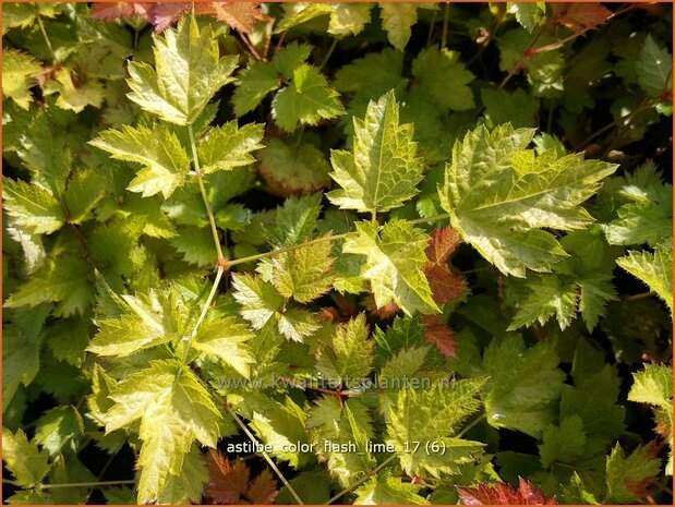 Astilbe 'Color Flash Lime' | Pluimspirea, Spirea | Prachtspiere