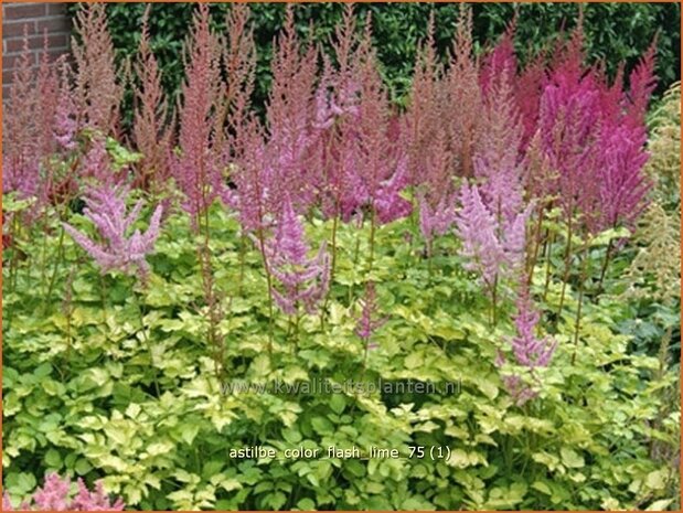 Astilbe 'Color Flash Lime' | Pluimspirea, Spirea | Prachtspiere