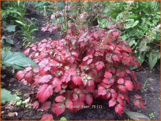 Astilbe 'Color Flash Lime' | Pluimspirea, Spirea | Prachtspiere
