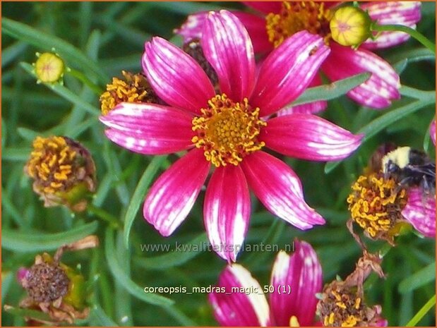 Coreopsis 'Madras Magic' | Meisjesogen | M&auml;dchenauge