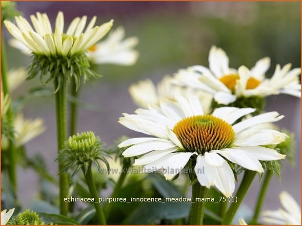 Echinacea purpurea &#x0027;Innocence Meadow Mama&#x0027; | Rode Zonnehoed, Zonnehoed | Roter Sonnenhut