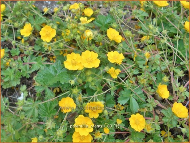 Potentilla crantzii | Ganzerik | Zottiges Fingerkraut