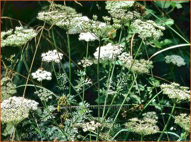 Selinum carvifolia | Karwijselie | K&uuml;mmelbl&auml;ttrige Silge | Cambridge Milk Parsley