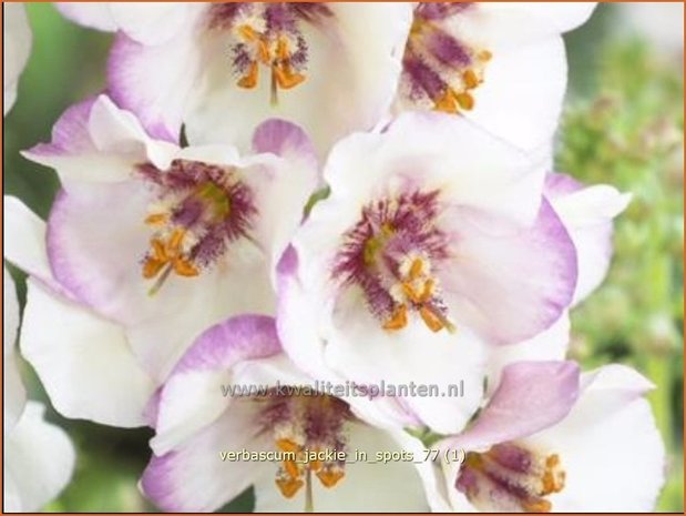Verbascum 'Jackie in Spots' | Toorts | K&ouml;nigskerze