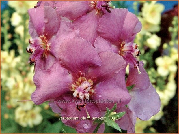 Verbascum 'Plum Smokey' | Toorts | K&ouml;nigskerze