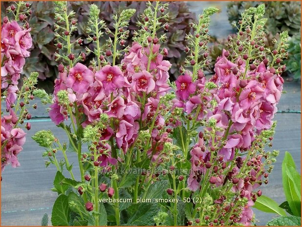 Verbascum 'Plum Smokey' | Toorts | K&ouml;nigskerze