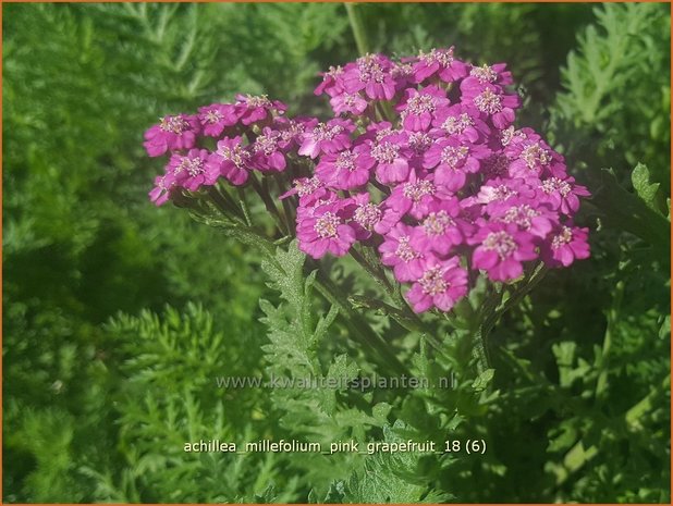 Achillea millefolium 'Pink Grapefruit' | Duizendblad | Gewöhnliche Schafgarbe