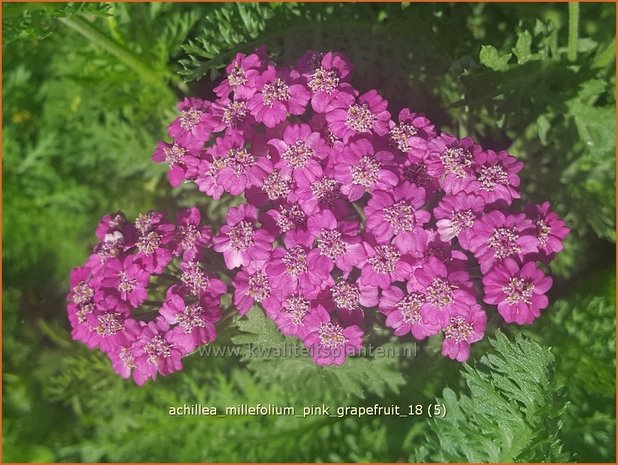 Achillea millefolium 'Pink Grapefruit' | Duizendblad | Gewöhnliche Schafgarbe