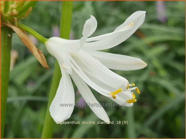 Agapanthus 'Double Diamond' | Afrikaanse lelie, Kaapse lelie, Liefdesbloem | Schmucklilie