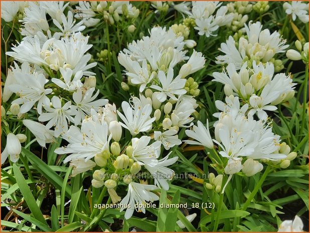 Agapanthus 'Double Diamond' | Afrikaanse lelie, Kaapse lelie, Liefdesbloem | Schmucklilie