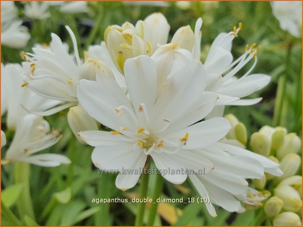 Agapanthus 'Double Diamond' | Afrikaanse lelie, Kaapse lelie, Liefdesbloem | Schmucklilie