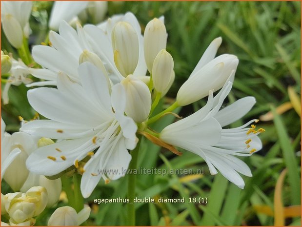 Agapanthus 'Double Diamond' | Afrikaanse lelie, Kaapse lelie, Liefdesbloem | Schmucklilie