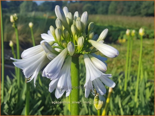 Agapanthus 'Silver Lining' | Afrikaanse lelie, Kaapse lelie, Liefdesbloem | Schmucklilie