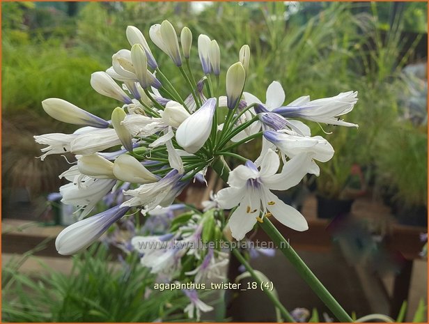 Agapanthus 'Twister' | Afrikaanse lelie, Kaapse lelie, Liefdesbloem | Schmucklilie | African Lily