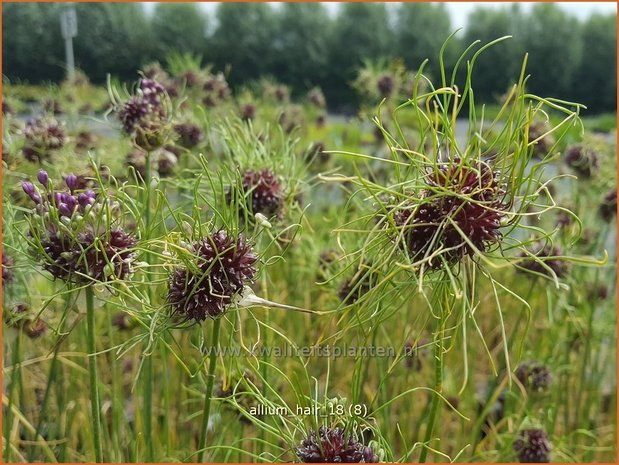 Allium 'Hair' | Sierui, Look | Lauch