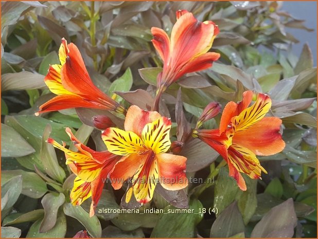 Alstroemeria 'Indian Summer' | Incalelie, Peruviaanse lelie | Inkalilie