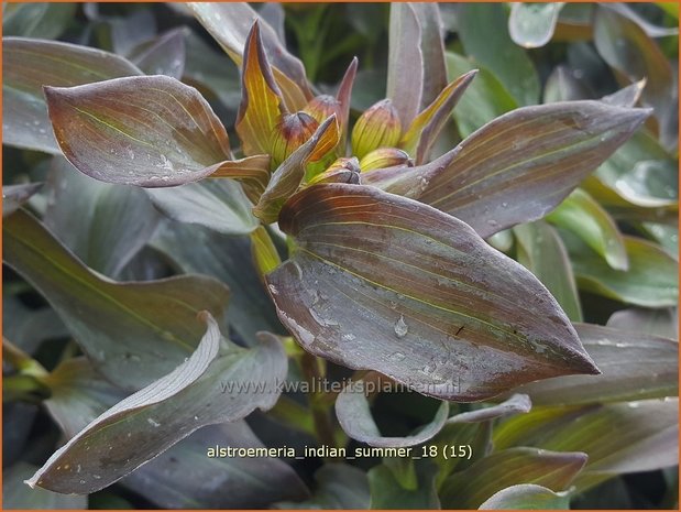 Alstroemeria 'Indian Summer' | Incalelie, Peruviaanse lelie | Inkalilie