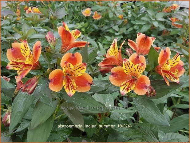 Alstroemeria 'Indian Summer' | Incalelie, Peruviaanse lelie | Inkalilie