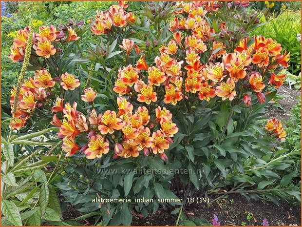 Alstroemeria 'Indian Summer' | Incalelie, Peruviaanse lelie | Inkalilie