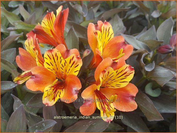 Alstroemeria 'Indian Summer' | Incalelie, Peruviaanse lelie | Inkalilie