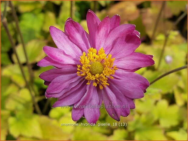 Anemone hybrida 'Giselle' | Herfstanemoon, Japanse anemoon, Anemoon | Herbstanemone