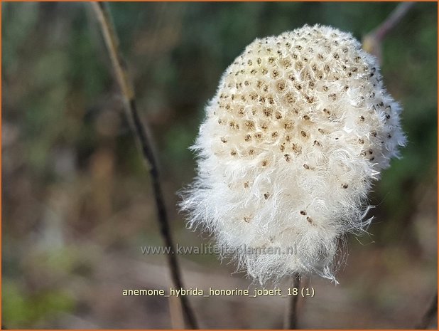 Anemone hybrida 'Honorine Jobert' | Herfstanemoon, Japanse anemoon, Anemoon | Herbstanemone