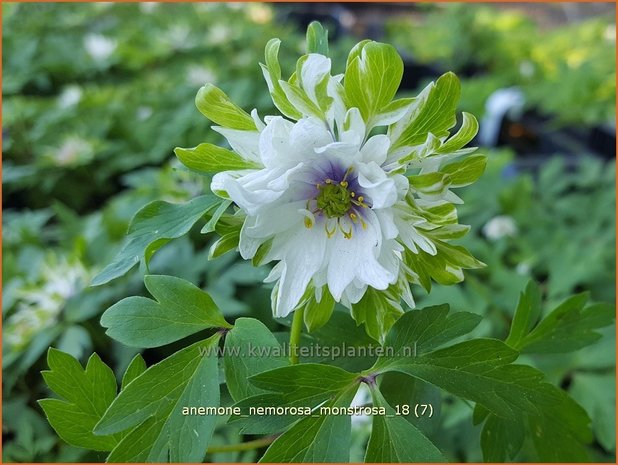 Anemone nemorosa 'Monstrosa' | Bosanemoon, Anemoon | Busch-Windröschen