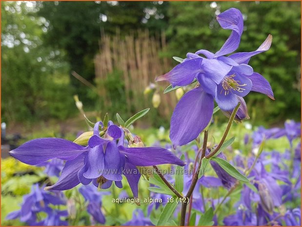 Aquilegia alpina | Alpenakelei, Akelei | Alpen-Akelei | Alpine Columbine