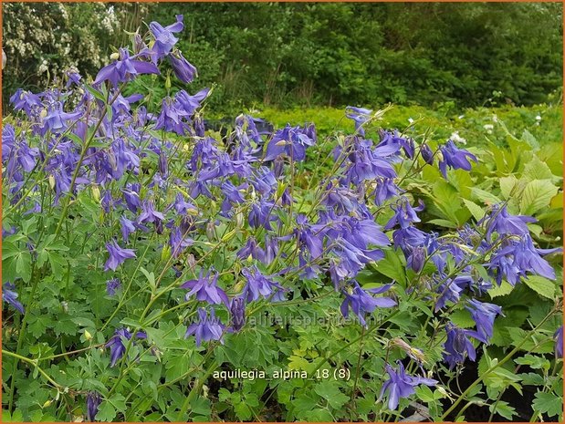 Aquilegia alpina | Alpenakelei, Akelei | Alpen-Akelei | Alpine Columbine
