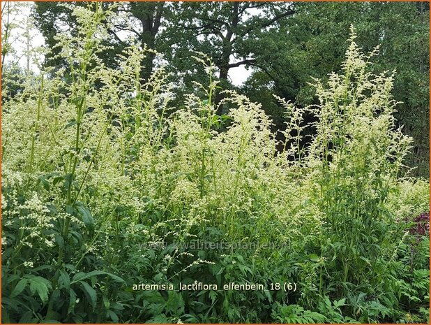 Artemisia lactiflora 'Elfenbein' | Witte bijvoet, Alsem, Bijvoet | Weiße Raute