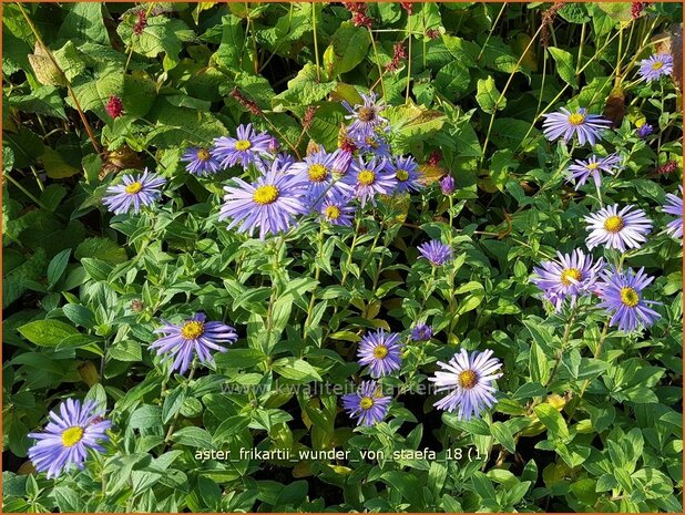Aster frikartii 'Wunder von St&auml;fa' | Aster | Frikarts Aster