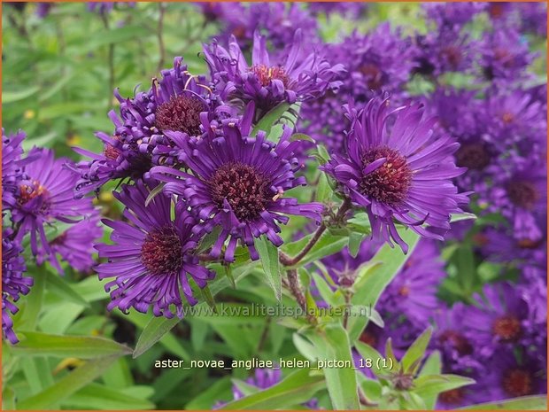 Aster novae-angliae 'Helen Picton' | Nieuw-Engelse aster, Herfstaster, Aster | Raublatt-Aster