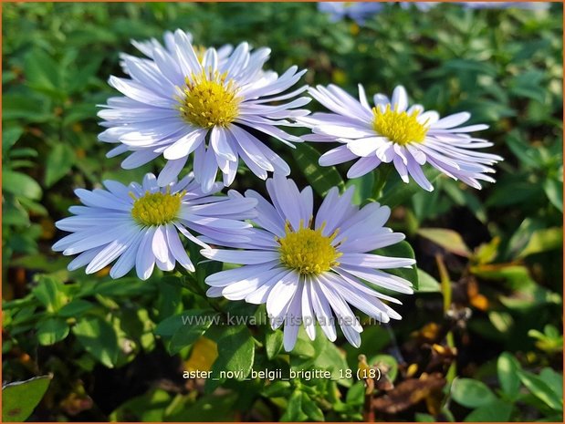 Aster novi-belgii 'Brigitte' | Nieuw-Nederlandse aster, Herfstaster, Aster | Glattblatt-Aster