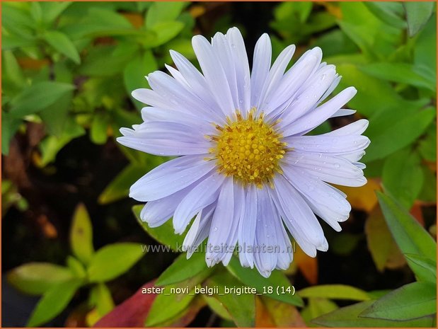 Aster novi-belgii 'Brigitte' | Nieuw-Nederlandse aster, Herfstaster, Aster | Glattblatt-Aster