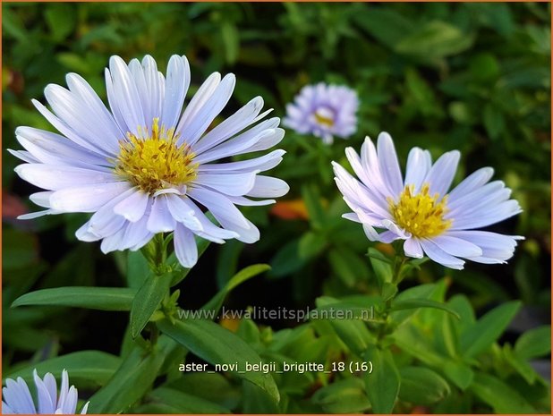 Aster novi-belgii 'Brigitte' | Nieuw-Nederlandse aster, Herfstaster, Aster | Glattblatt-Aster