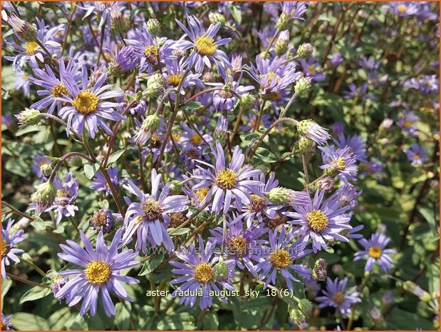 Aster radula 'August Sky' | Aster | Raspel-Aster