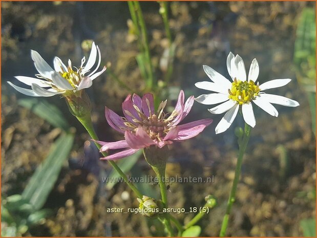 Aster rugulosus 'Asrugo' | Aster | Aster
