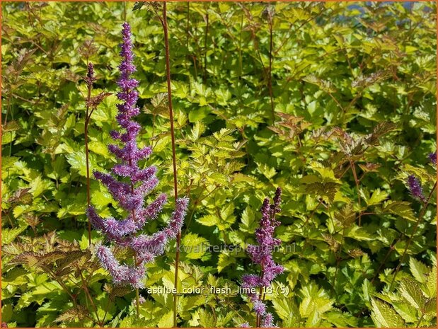 Astilbe 'Color Flash Lime' | Pluimspirea, Spirea | Prachtspiere