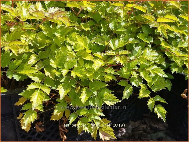 Astilbe 'Color Flash Lime' | Pluimspirea, Spirea | Prachtspiere