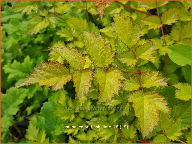 Astilbe 'Color Flash Lime' | Pluimspirea, Spirea | Prachtspiere