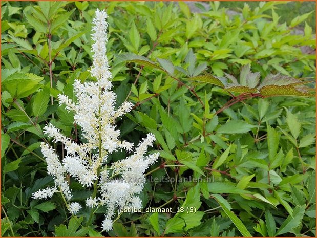 Astilbe 'Diamant' | Pluimspirea, Spirea | Prachtspiere