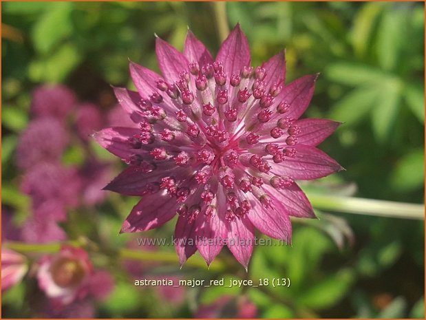 Astrantia major 'Red Joyce' | Zeeuws knoopje, Groot sterrenscherm | Große Sterndolde