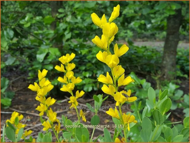 Baptisia sphaerocarpa | Gele wilde indigo, Valse indigo, Indigolupine | Kleinere F&auml;rberh&uuml;lse | Yellow Wild Indigo