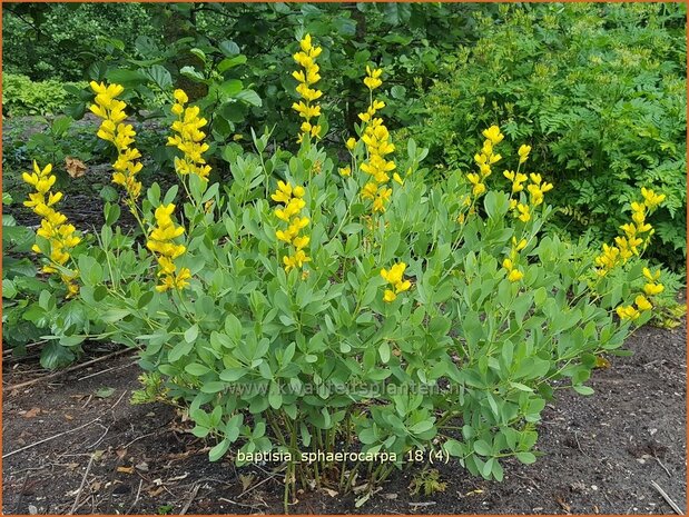 Baptisia sphaerocarpa | Gele wilde indigo, Valse indigo, Indigolupine | Kleinere F&auml;rberh&uuml;lse | Yellow Wild Indigo